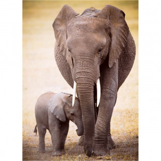 PUZZLE 1000 DELOVA 6000-0270 ELEPHANT & BABY 