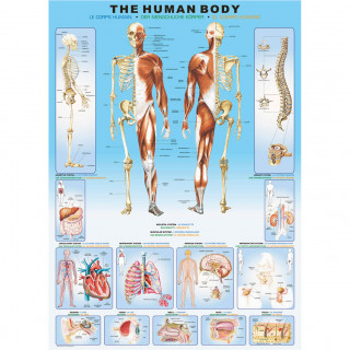 PUZZLE 1000 DELOVA 6000-1000 THE HUMAN BODY 
