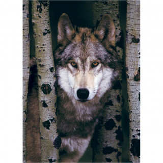 PUZZLE 1000 DELOVA 6000-1244 GRAY WOLF 