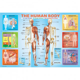 PUZZLE 200 DELOVA  6200-1000 HUMAN BODY 