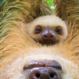 PUZZLE 250 DELOVA 8251-5556 SLOTHS 