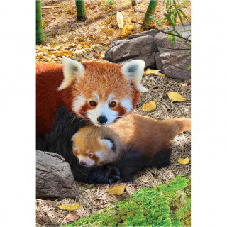 PUZZLE 250 DELOVA 8251-5557 RED PANDAS 