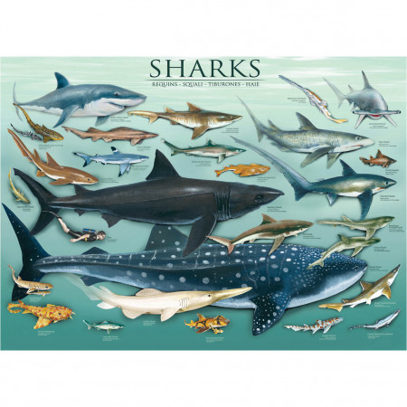 PUZZLE 1000 DELOVA 6000-0079 SHARKS 