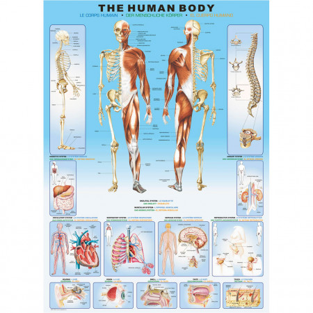 PUZZLE 1000 DELOVA 6000-1000 THE HUMAN BODY 