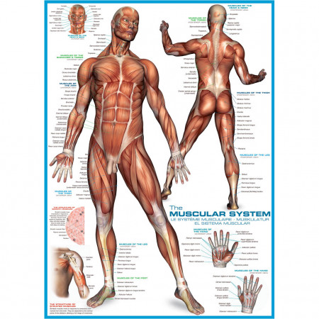 PUZZLE 1000 DELOVA 6000-2015 THE MUSCULAR SYSTEM 