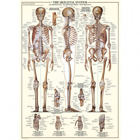 PUZZLE 1000 DELOVA 6000-3970 THE SKELETAL SYSTEM 