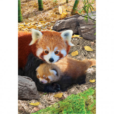 PUZZLE 250 DELOVA 8251-5557 RED PANDAS 