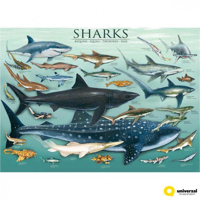 PUZZLE 1000 DELOVA 6000-0079 SHARKS 