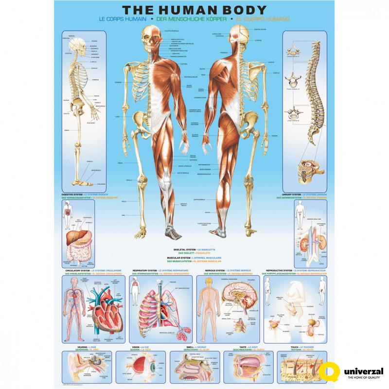 PUZZLE 1000 DELOVA 6000-1000 THE HUMAN BODY 