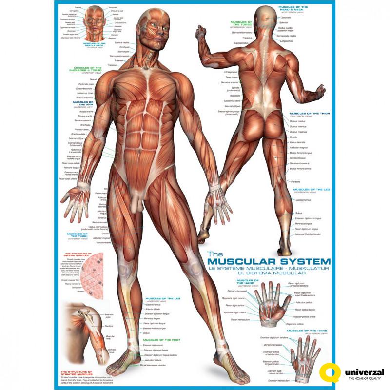 PUZZLE 1000 DELOVA 6000-2015 THE MUSCULAR SYSTEM 