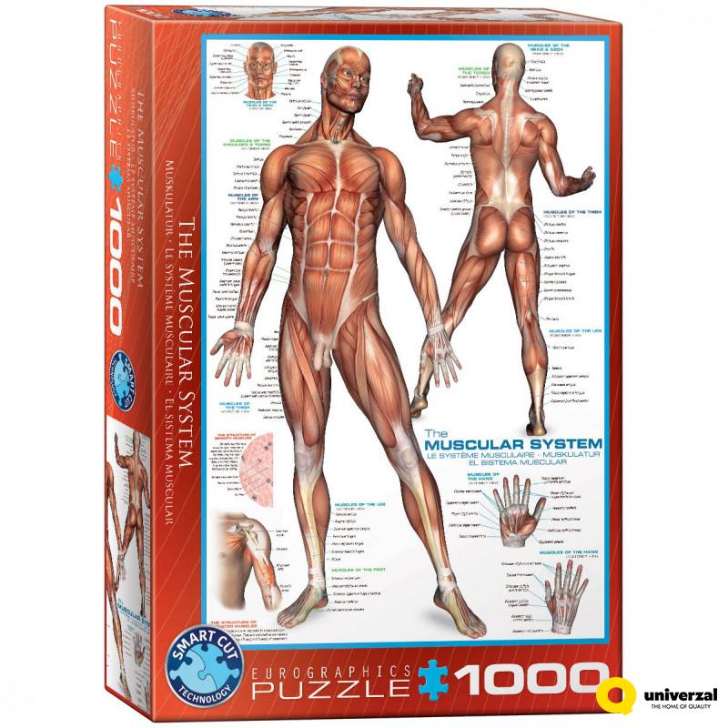 PUZZLE 1000 DELOVA 6000-2015 THE MUSCULAR SYSTEM 