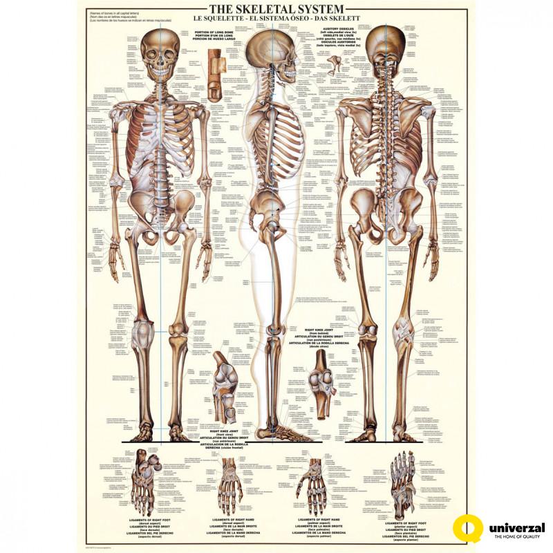PUZZLE 1000 DELOVA 6000-3970 THE SKELETAL SYSTEM 