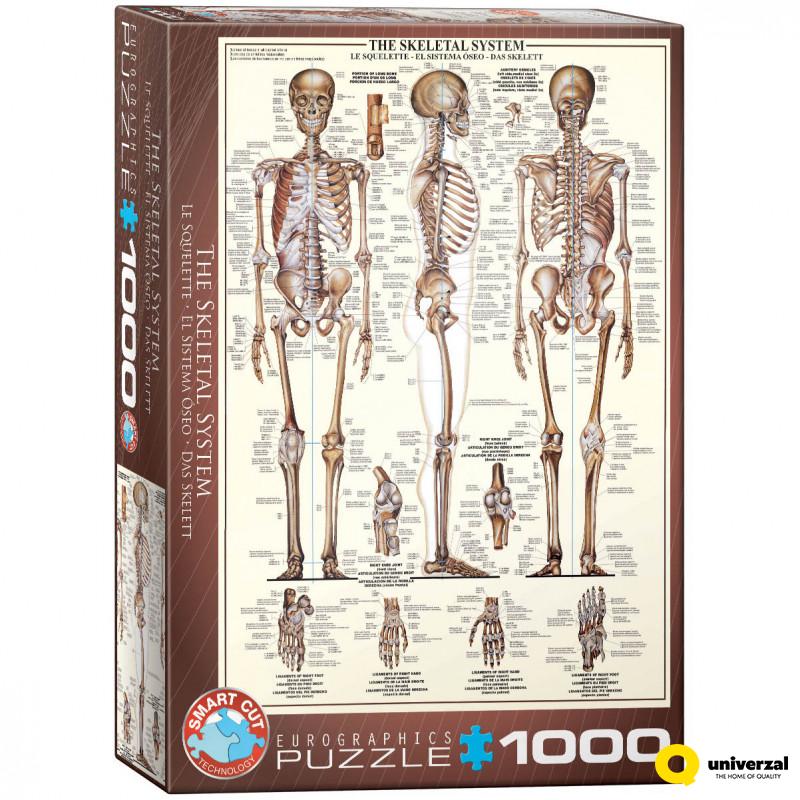 PUZZLE 1000 DELOVA 6000-3970 THE SKELETAL SYSTEM 