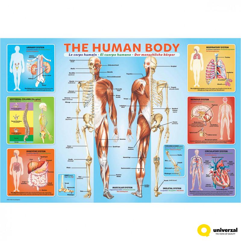 PUZZLE 200 DELOVA  6200-1000 HUMAN BODY 