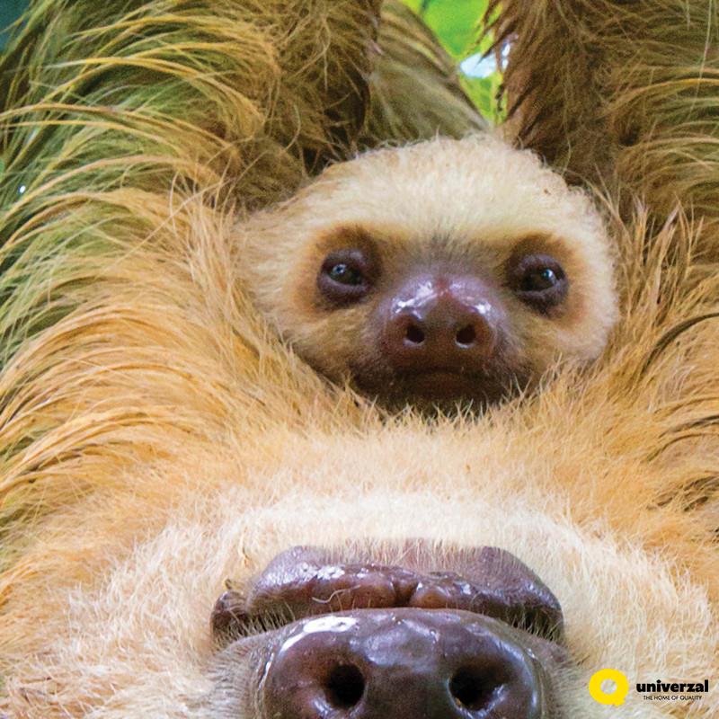 PUZZLE 250 DELOVA 8251-5556 SLOTHS 