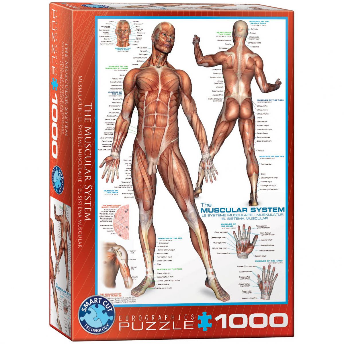 PUZZLE 1000 DELOVA 6000-2015 THE MUSCULAR SYSTEM